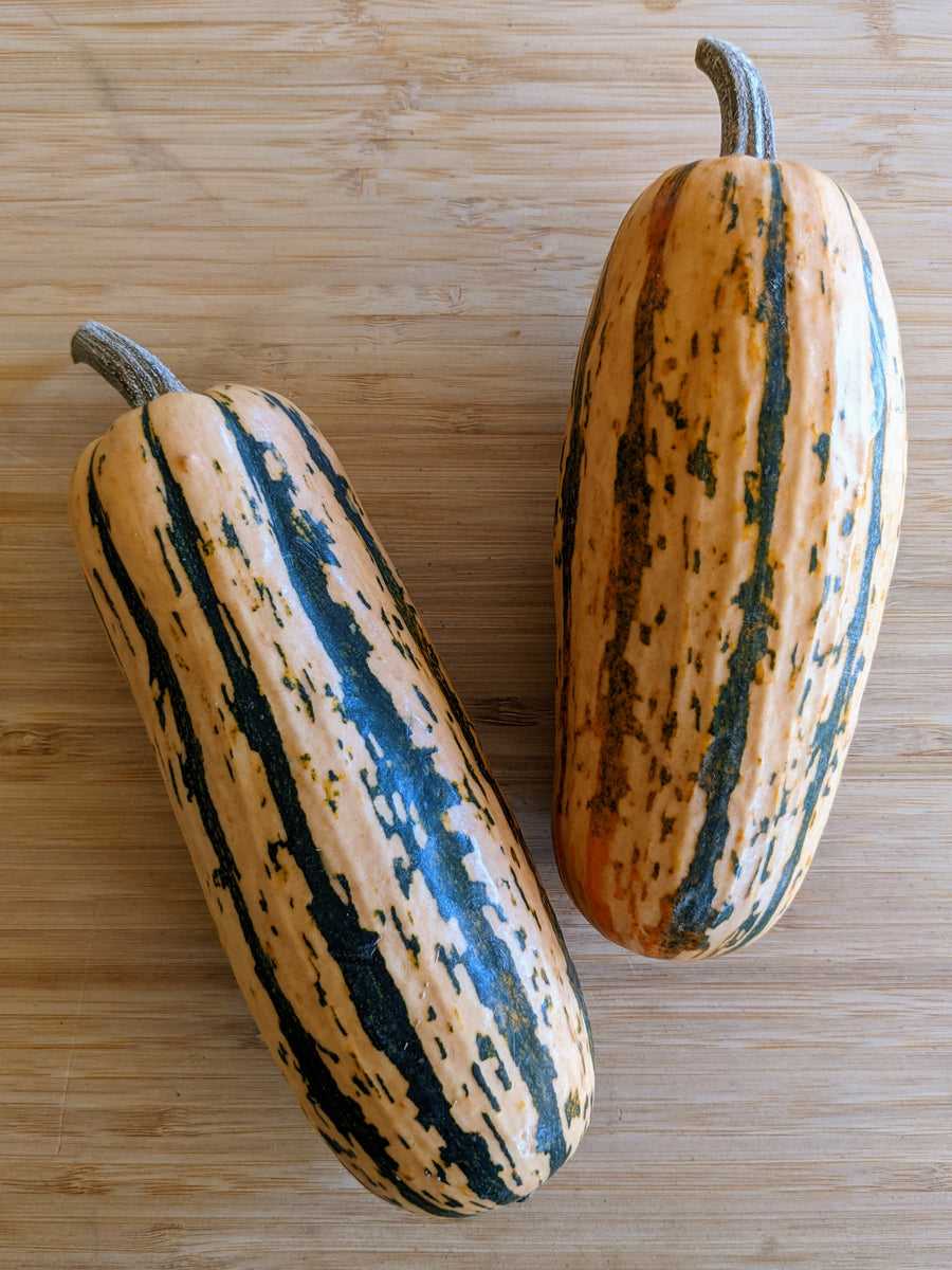 Delicata Squash (Each)